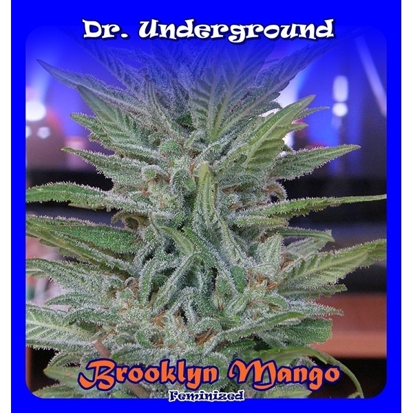 Brooklyn Mango (Dr. Underground) feminisiert