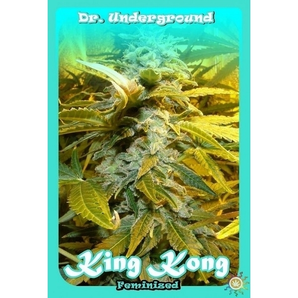King Kong (Dr. Underground) feminisiert