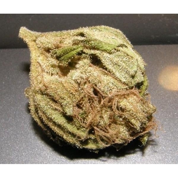 King Kong (Dr. Underground) feminisiert