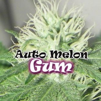 Auto Melon Gum (Dr. Underground) feminisiert Auto Melon Gum (Dr. Underground) feminisiert
