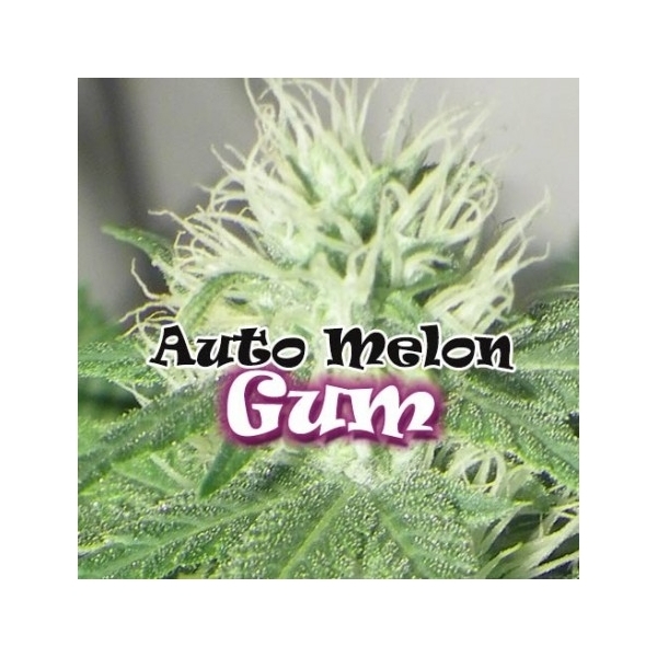 Auto Melon Gum (Dr. Underground) feminisiert