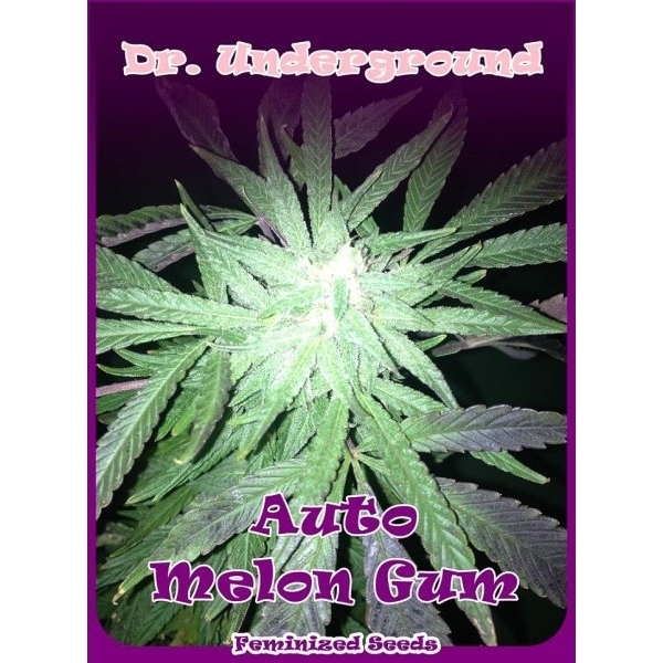 Auto Melon Gum (Dr. Underground) feminisiert
