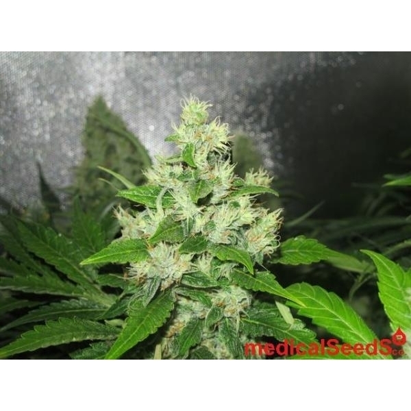 Y Griega CBD (Medical Seeds) feminisiert