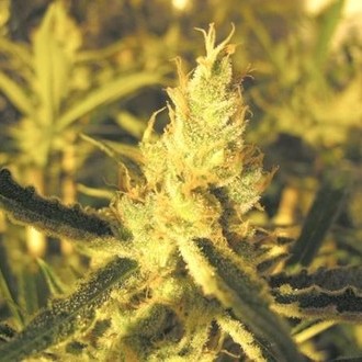 Y Griega CBD (Medical Seeds) feminisiert