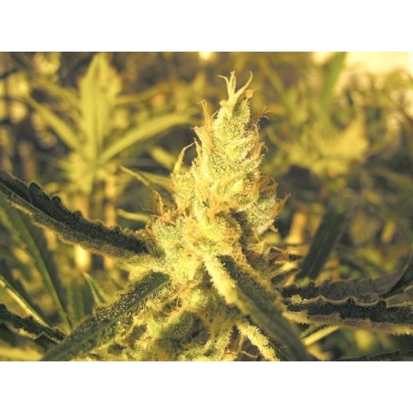 Y Griega CBD (Medical Seeds) feminisiert