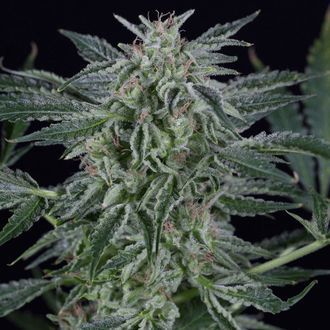 Critical Jack Autoflowering (Silent Seeds) feminisiert