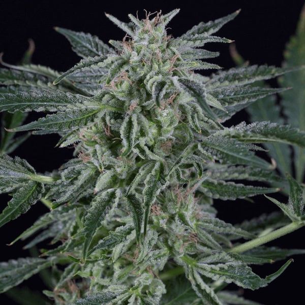 Critical Jack Autoflowering (Silent Seeds) feminisiert