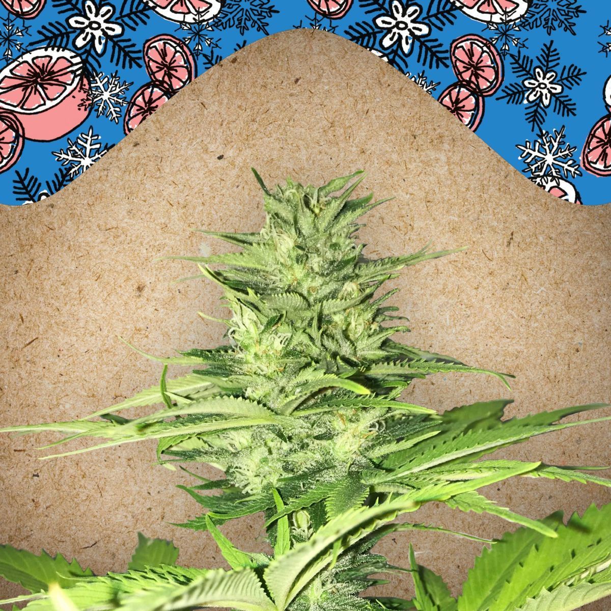 Grapefruit Feminisiert (Linda Seeds)