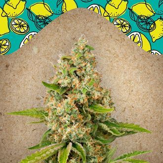 Lemon Kush (Female Seeds) feminisiert Lemon Kush (Female Seeds) feminisiert