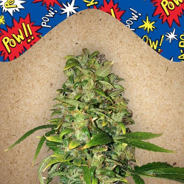 Auto AK (Female Seeds) feminisiert