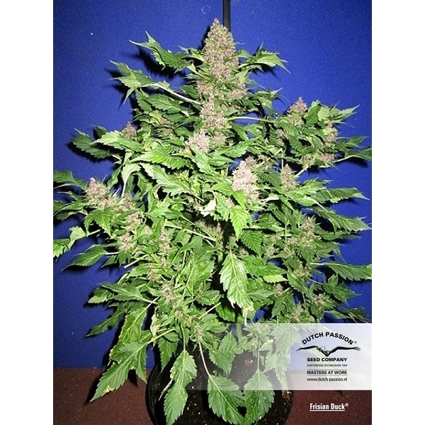 Frisian Duck (Dutch Passion) feminisiert