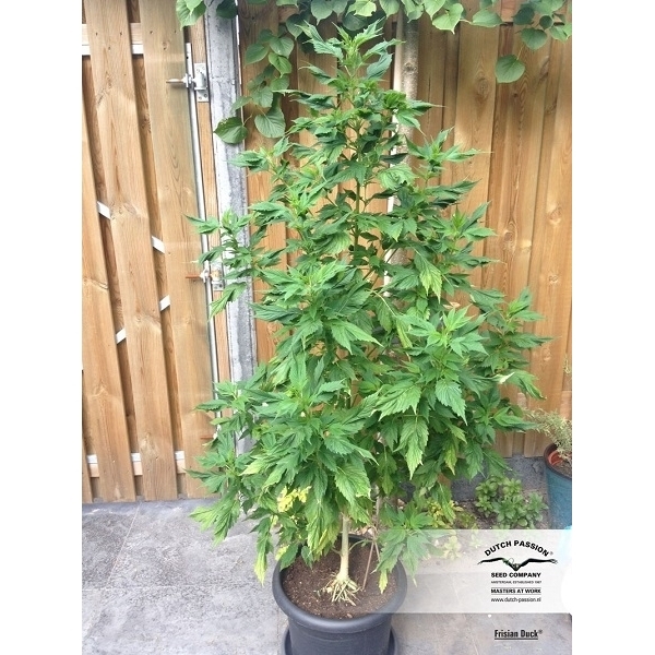 Frisian Duck (Dutch Passion) feminisiert