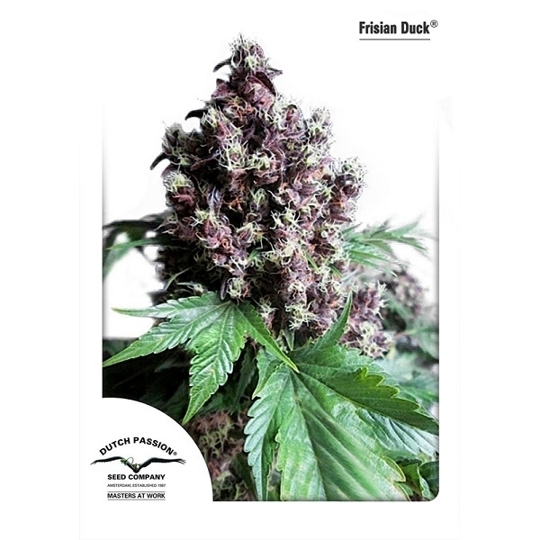 Frisian Duck (Dutch Passion) feminisiert