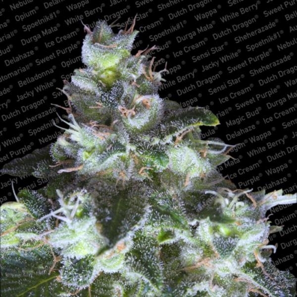 Original Cheese Feminisiert (Paradise Seeds)