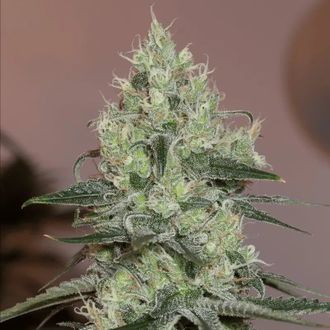 Original Amnesia (Silent Seeds) feminisiert