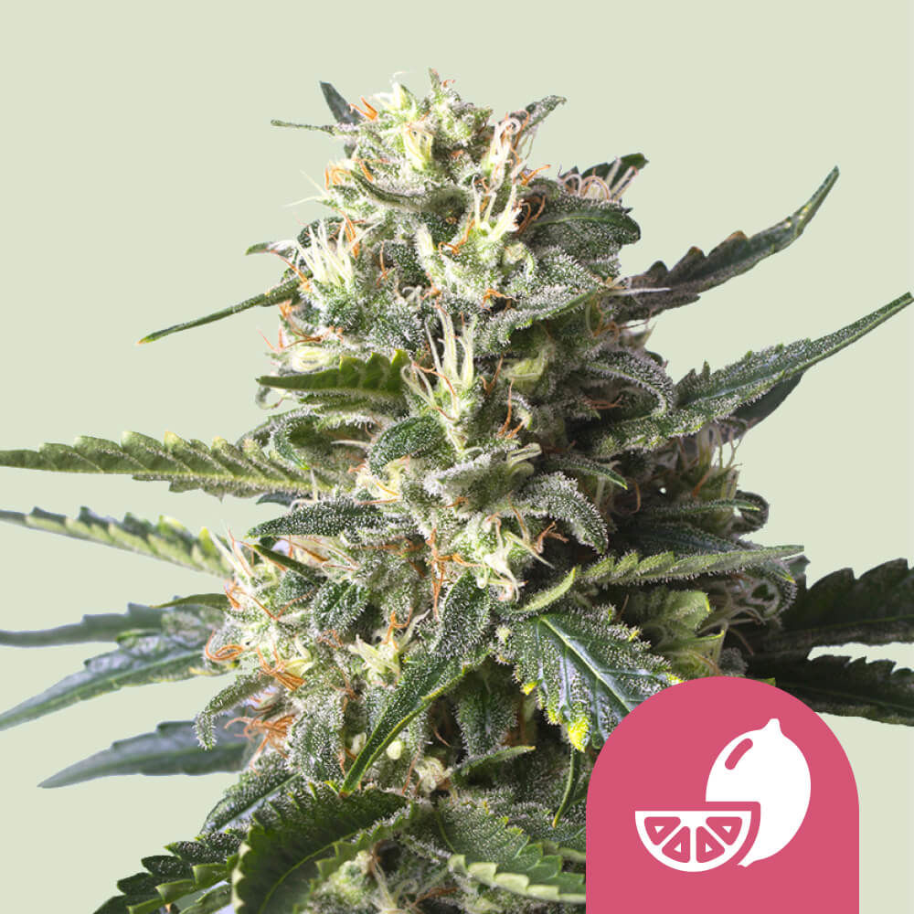 Lemon Shining Silver Haze Feminisiert (Royal Queen Seeds)