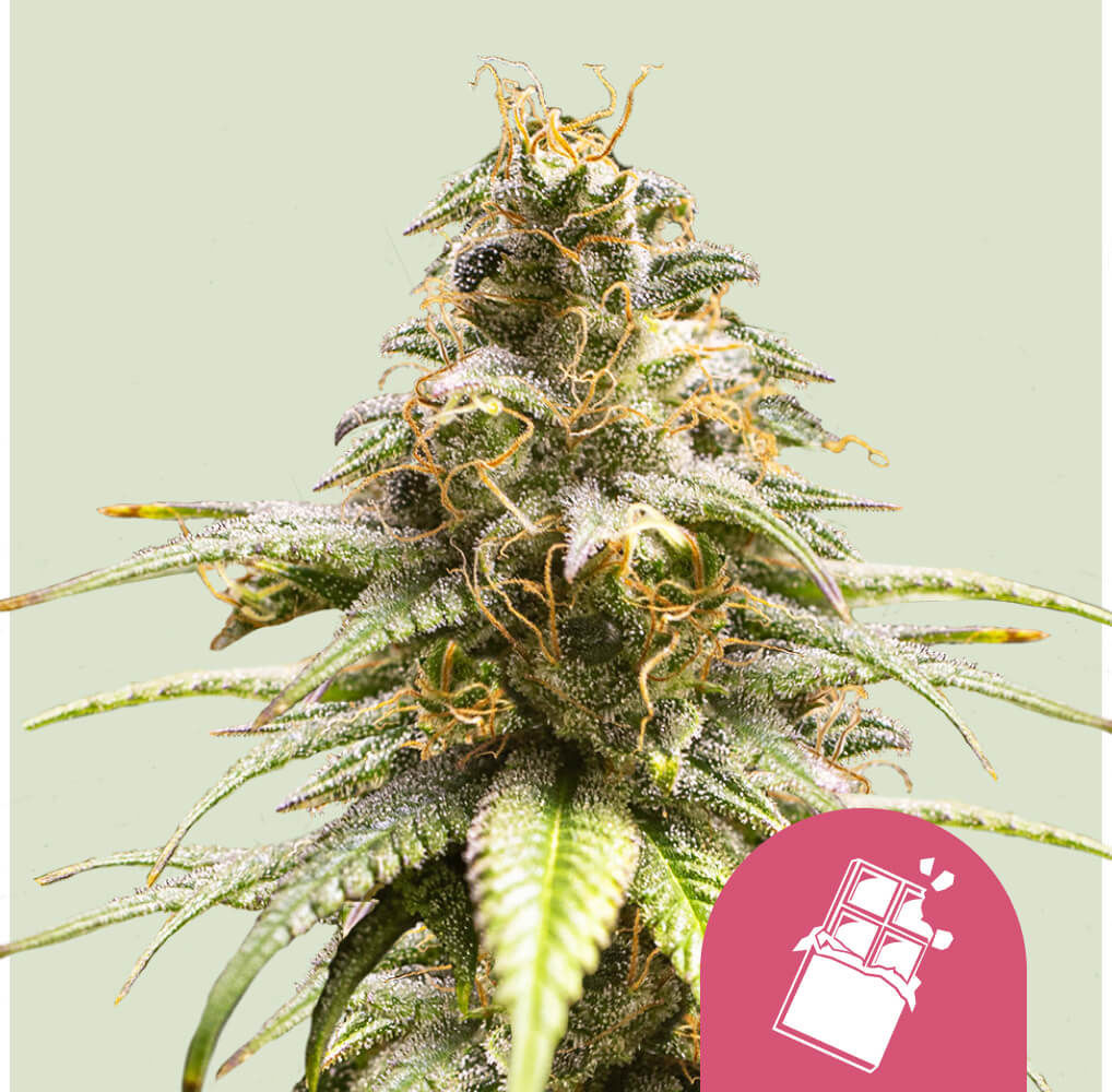 Chocolate Haze Feminisiert (Royal Queen Seeds)