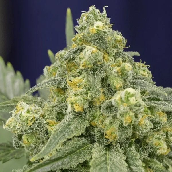 White Widow (Silent Seeds) feminisiert
