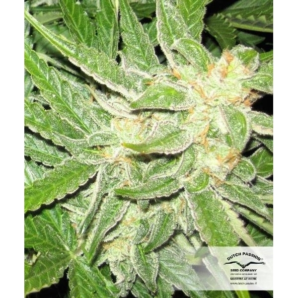 Auto Think Different (Dutch Passion) feminisiert