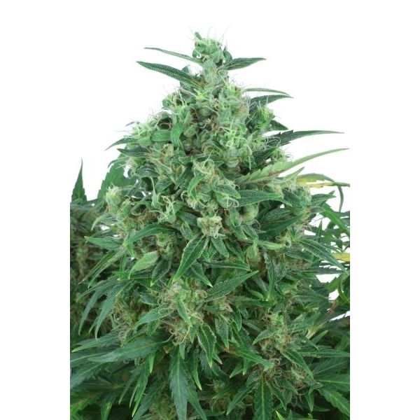 Auto Think Different (Dutch Passion) feminisiert