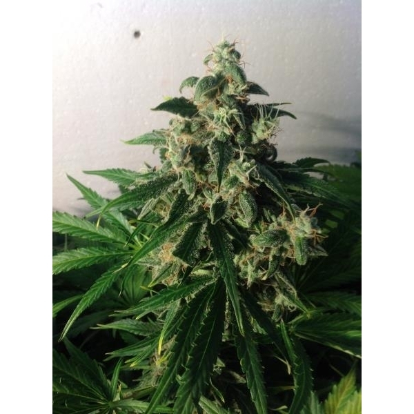 Auto Think Different (Dutch Passion) feminisiert