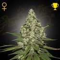 Super Lemon Haze Autoflowering (Greenhouse Seeds) feminisiert