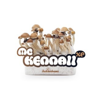 Fresh Mushrooms Zuchtset 'McKennaii'
