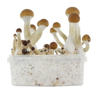 Fresh Mushrooms Zuchtset 'Golden Teacher' Fresh Mushrooms Zuchtset 'Golden Teacher'
