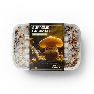 Zamnesia SUPREME Zuchtset 'Golden Teacher'
