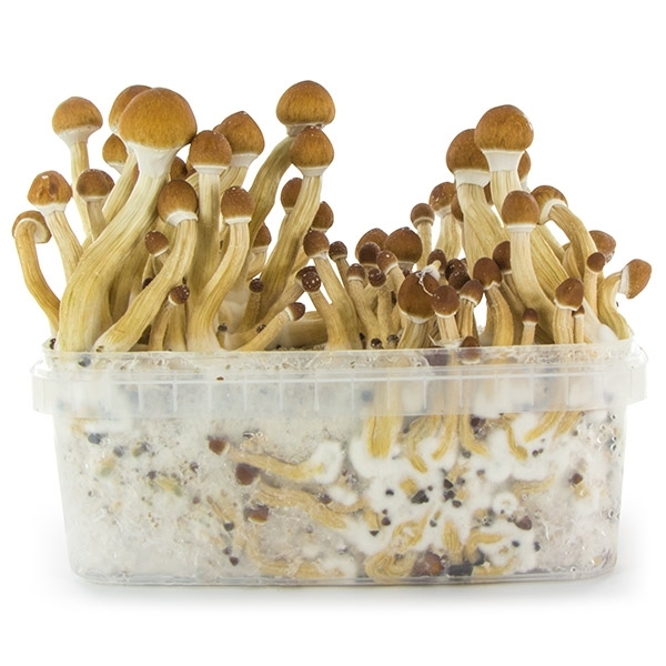 Fresh Mushrooms Zuchtset 'Ecuador'