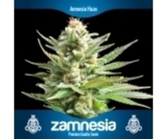 3 Kostenlose Hanfsamen (Zamnesia Seeds) 3 Kostenlose Hanfsamen (Zamnesia Seeds)