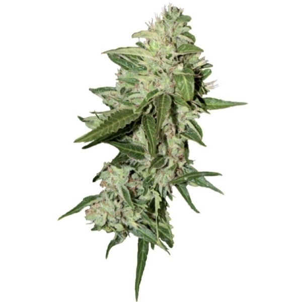 Auto Mazar (Dutch Passion) feminisiert