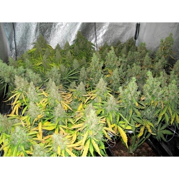 Auto Mazar (Dutch Passion) feminisiert