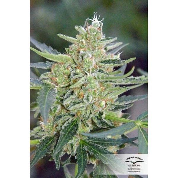 Auto Mazar (Dutch Passion) feminisiert