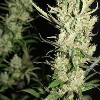 The Ultimate (Dutch Passion) feminisiert