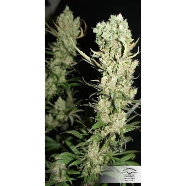 The Ultimate (Dutch Passion) feminisiert