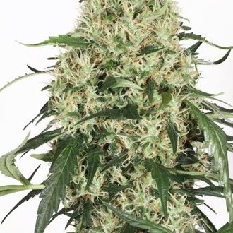 The Ultimate (Dutch Passion) feminisiert