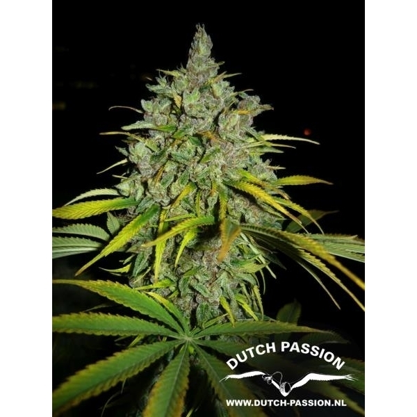 Frisian Dew (Dutch Passion) feminisiert