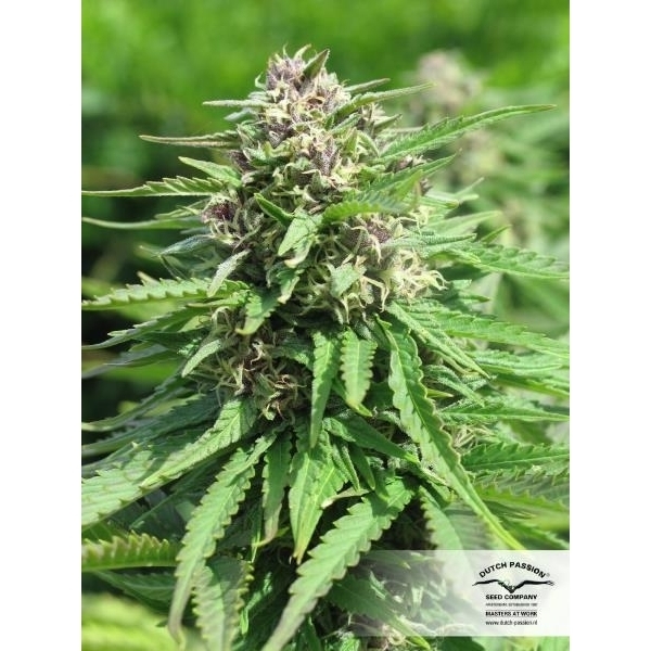 Frisian Dew (Dutch Passion) feminisiert