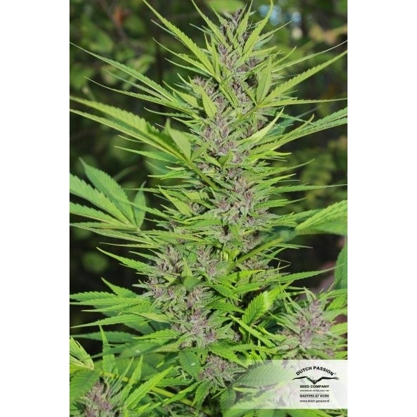 Frisian Dew (Dutch Passion) feminisiert