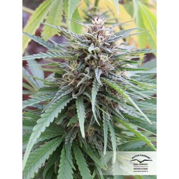 Frisian Dew (Dutch Passion) feminisiert