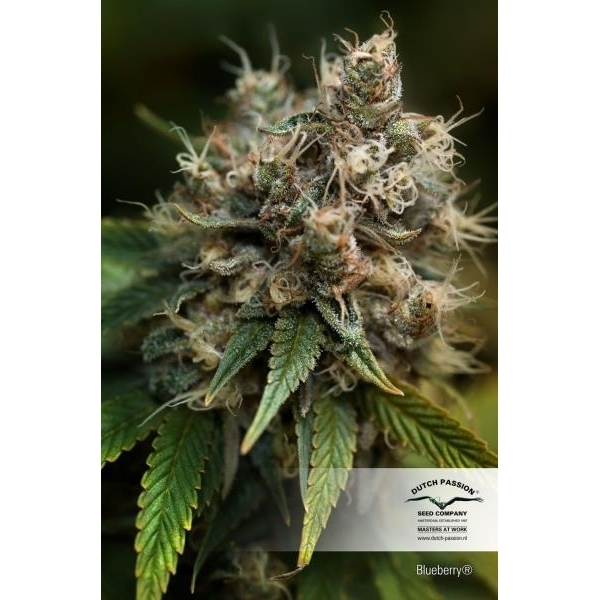 Blueberry (Dutch Passion) feminizsiert