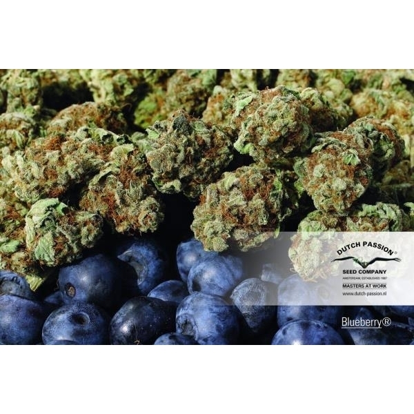 Blueberry (Dutch Passion) feminizsiert