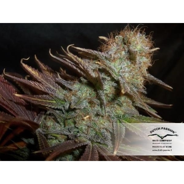 Blueberry (Dutch Passion) feminizsiert