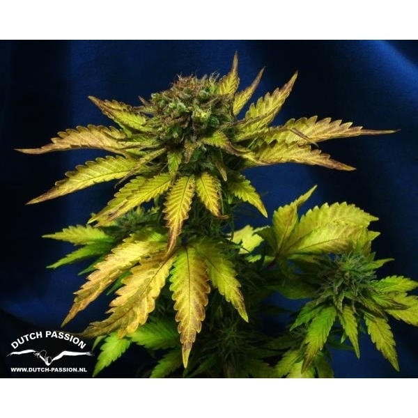 Auto Blueberry (Dutch Passion) feminisiert