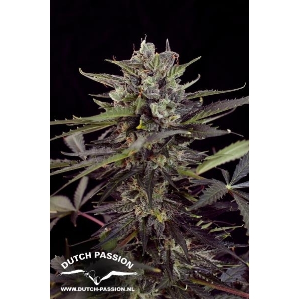 Auto Blueberry (Dutch Passion) feminisiert