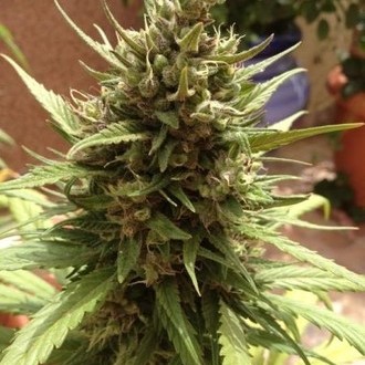 Auto Blueberry (Dutch Passion) feminisiert