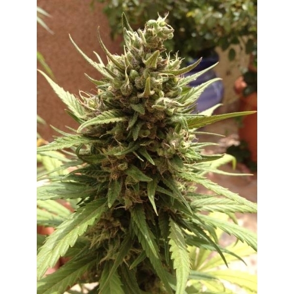 Auto Blueberry (Dutch Passion) feminisiert