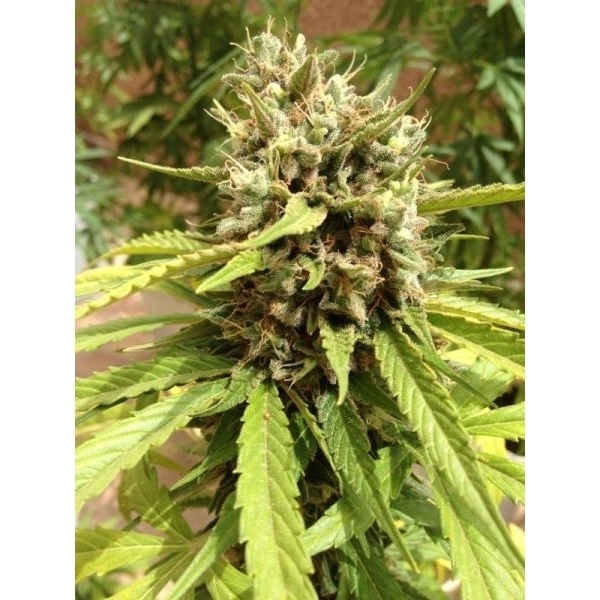 Auto Blueberry (Dutch Passion) feminisiert