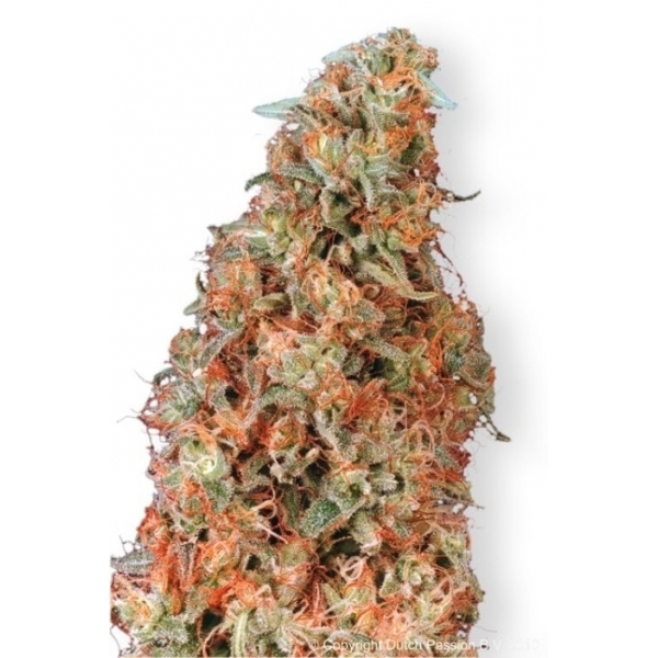 Power Plant (Dutch Passion) feminisiert